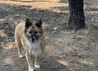 Στο νοσοκομείο 7χρονη που δέχτηκε επίθεση από σκύλο